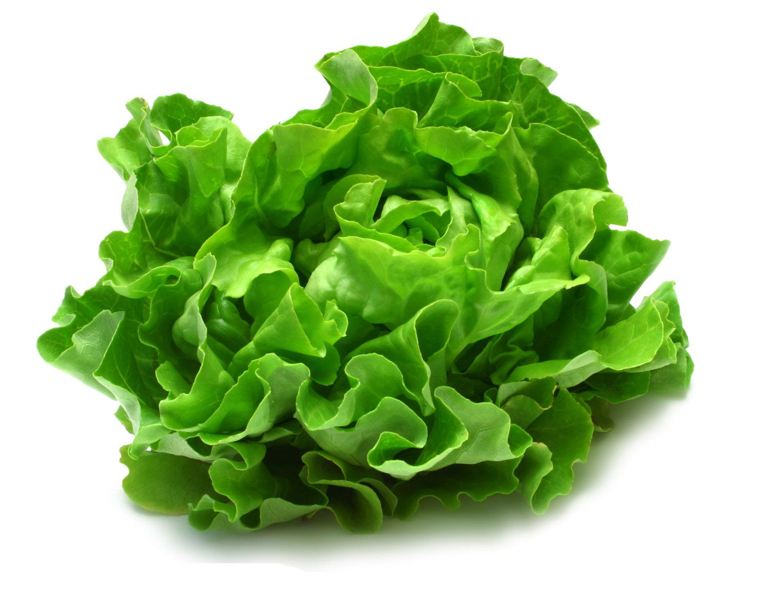 lettuce