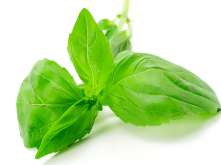 basil