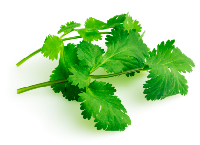 coriander